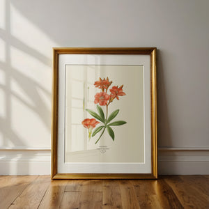 “Oleander” Botanical Art Print