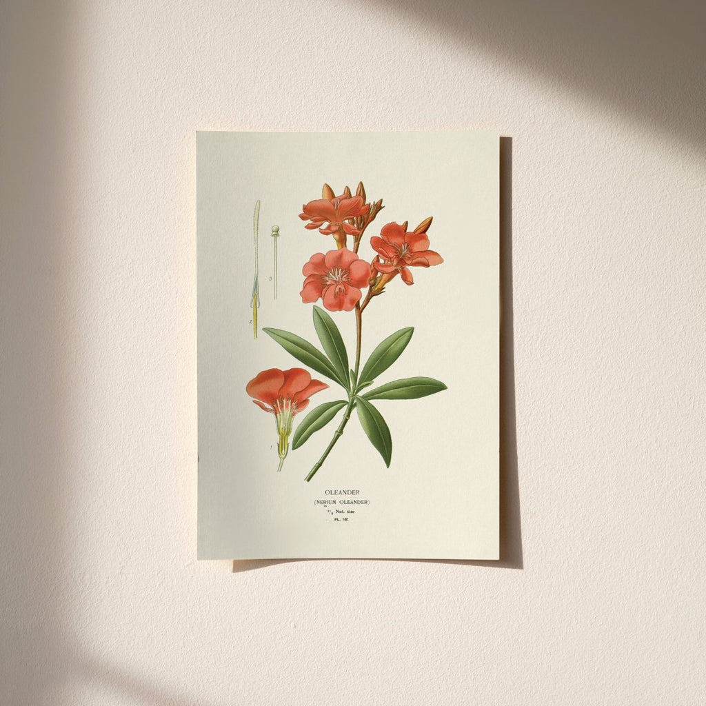 “Oleander” Botanical Art Print – Phantom Row